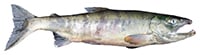 chum salmon