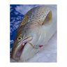 Clam Speed Spoon Ice Fishing Spoon - Gold Tiger, 1/8oz - Gold Tiger 8