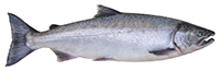 coho salmon