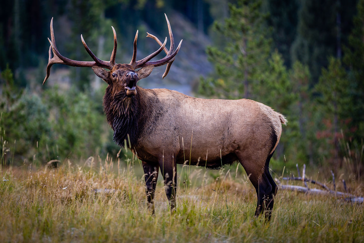 elk in colorado mountains