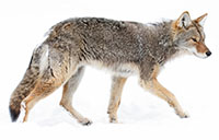 coyote