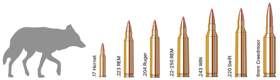 Coyote hunting calibers