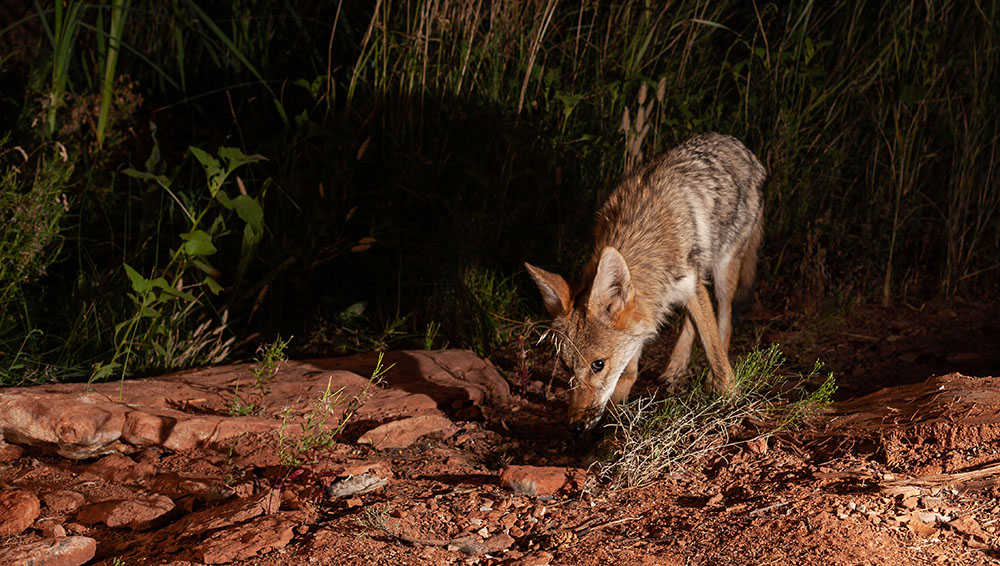 coyote at night