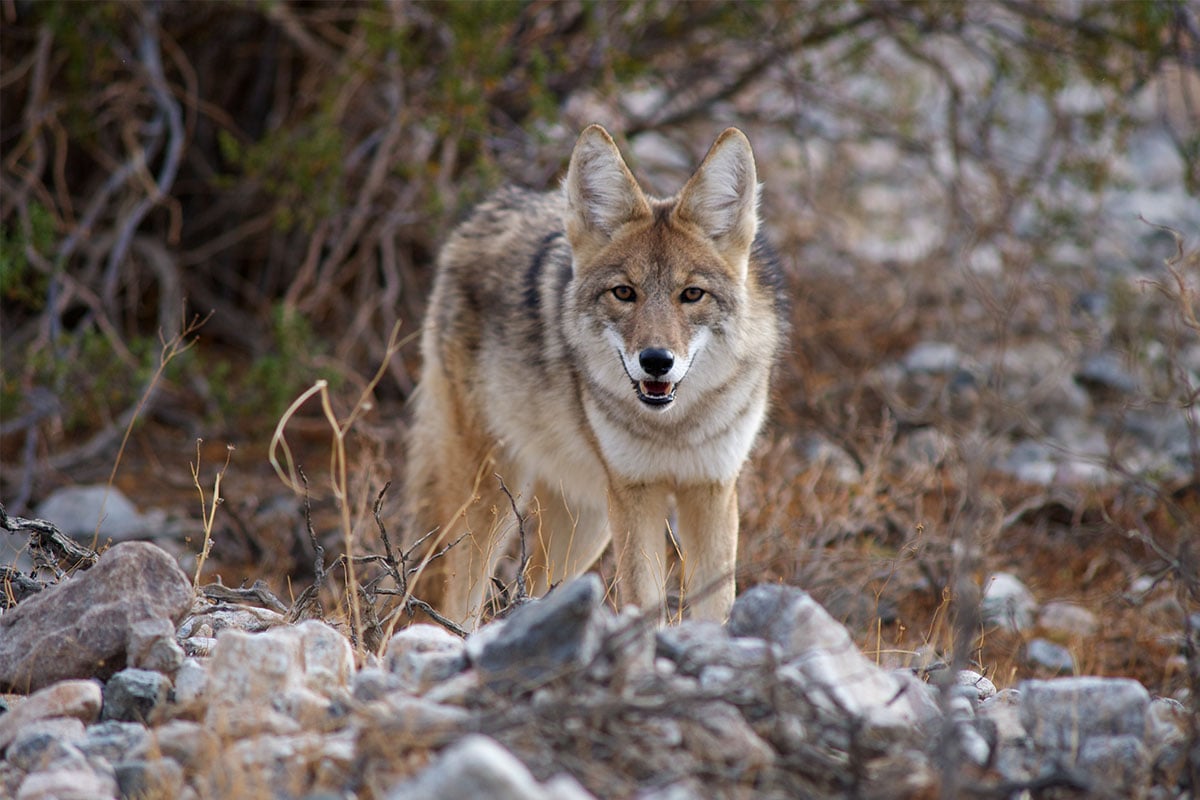 coyote on rocks