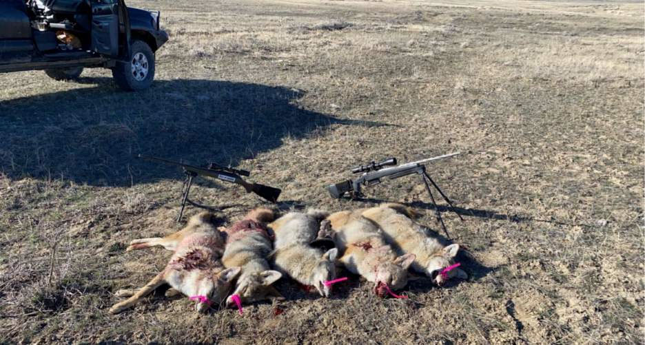 dead coyotes