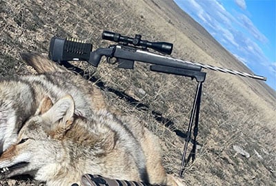 dead coyotes with hunting rifle