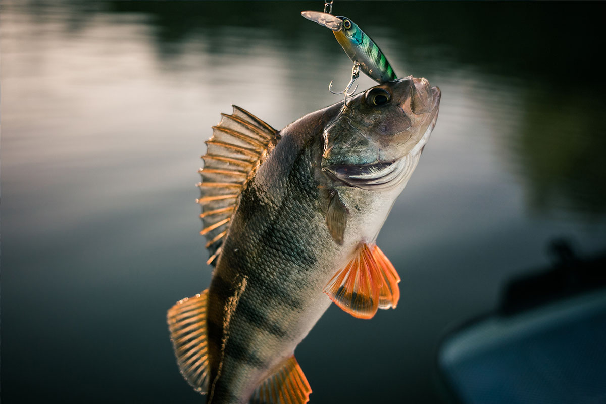 Perch fish caught with crankbait