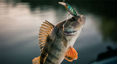 Man holding a perch caught with crankbait