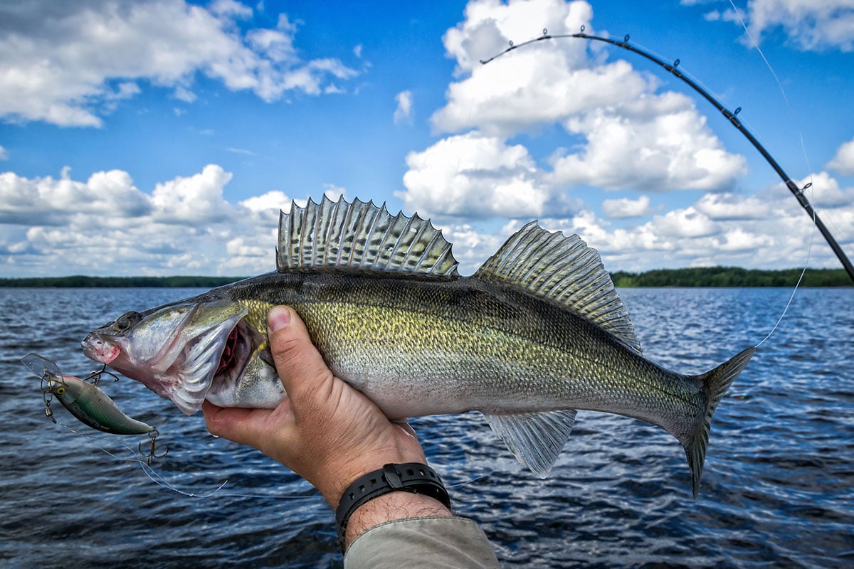 Walley caught with crankbait