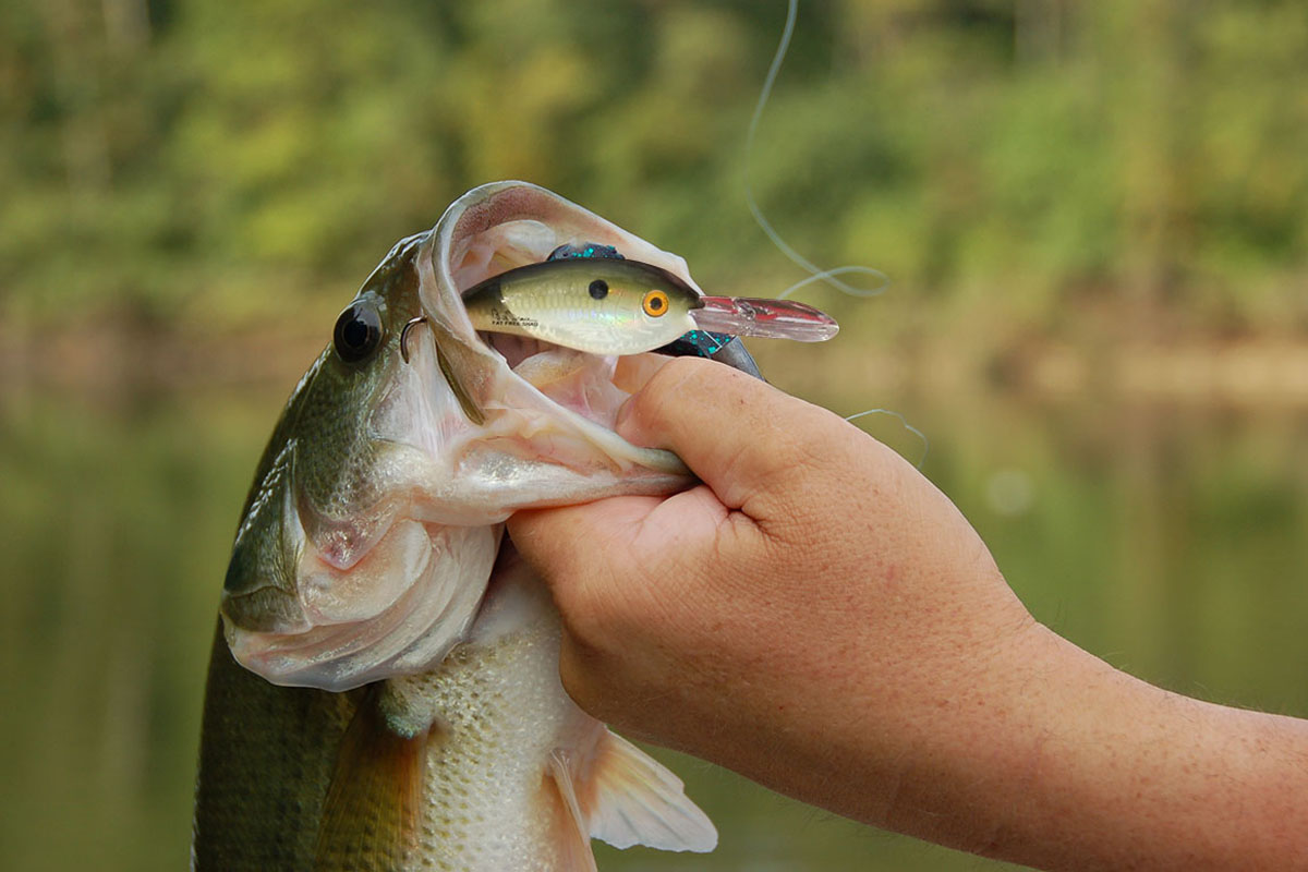 Man holding a Bass Fish