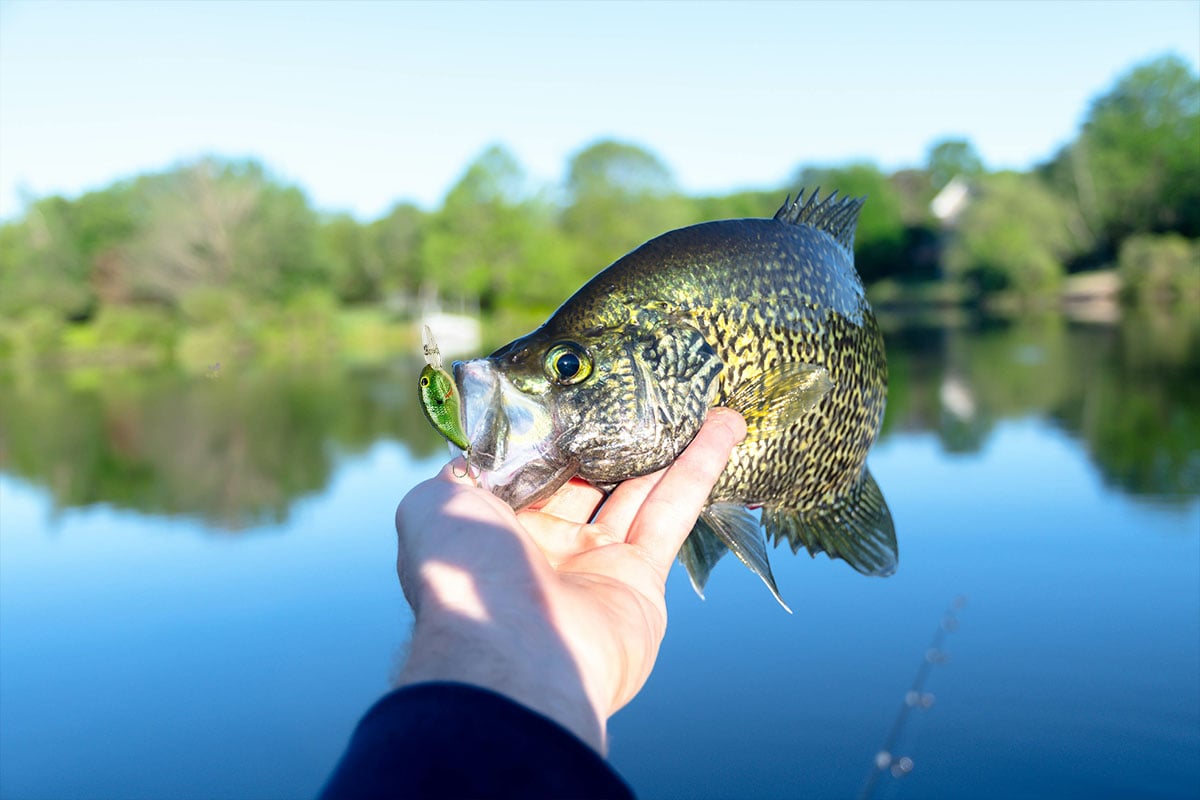 Crappie fish caught with a crankbait