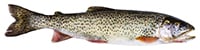 cutthroat trout