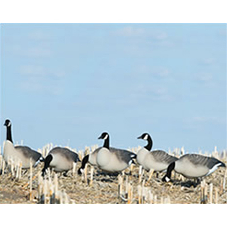 Dakota Decoy X-Treme Honker Canada 6 Pack Dakota Decoy X-Treme Honker Canada 6 Pack