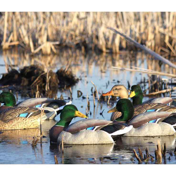 Dakota Decoy X-Treme Mallards with Painted & Flocked Heads Duck Decoys Dakota Decoy X-Treme Mallards with Painted & Flocked Heads Duck Decoys