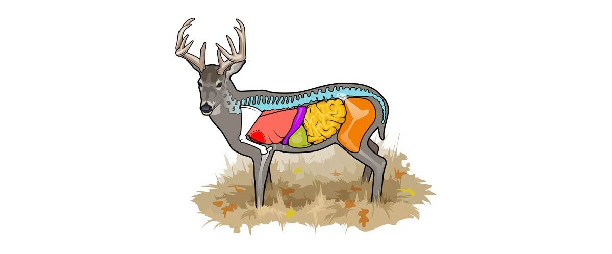 Image – deer anatomy 