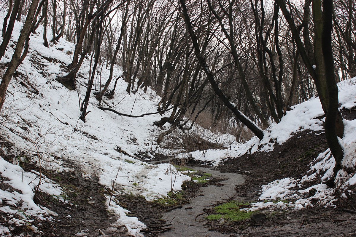 Gully in winter