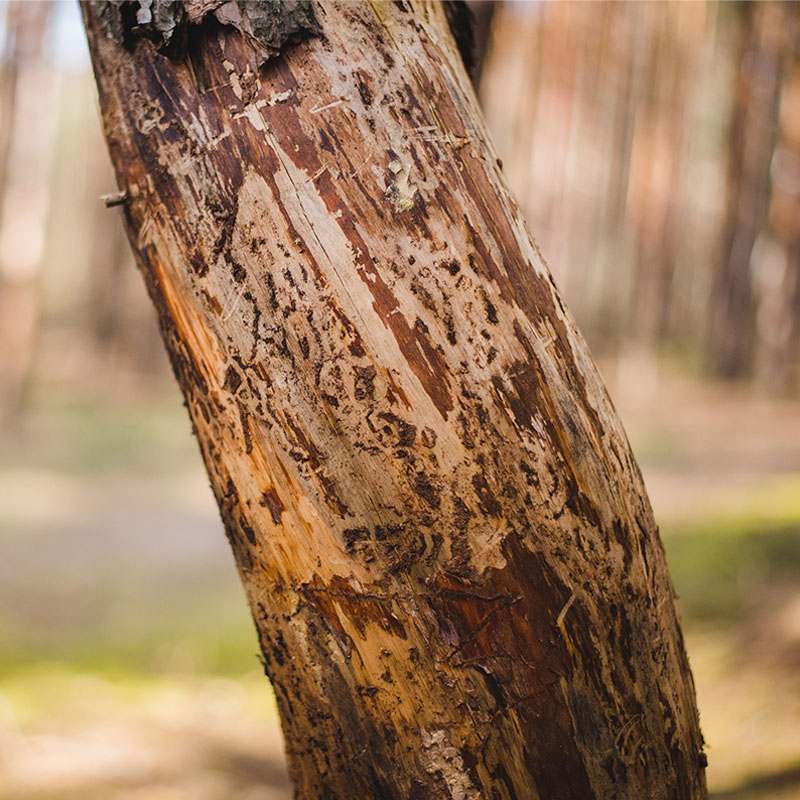 A tree with deer rub marks