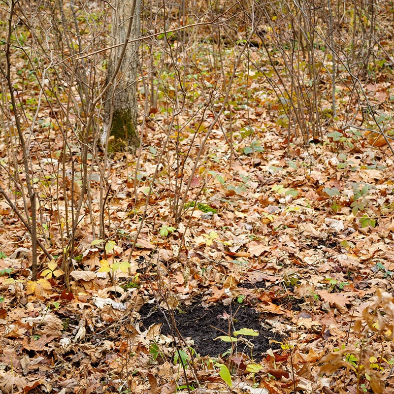Deer scrape marks left in dirt