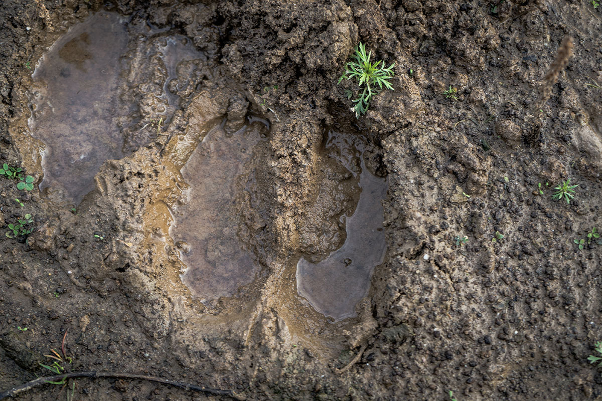 Deer tracks