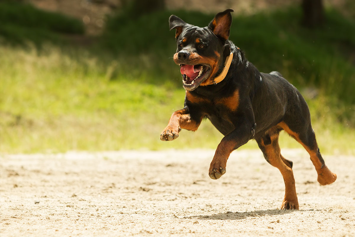 Dog running to attack