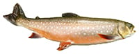 dolly varden