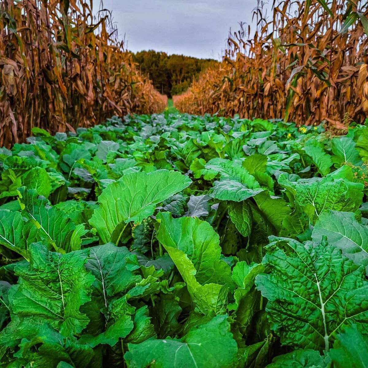 Domain Bombshell Food Plot Mix - 3lbs Domain Bombshell Food Plot Mix - 3lbs