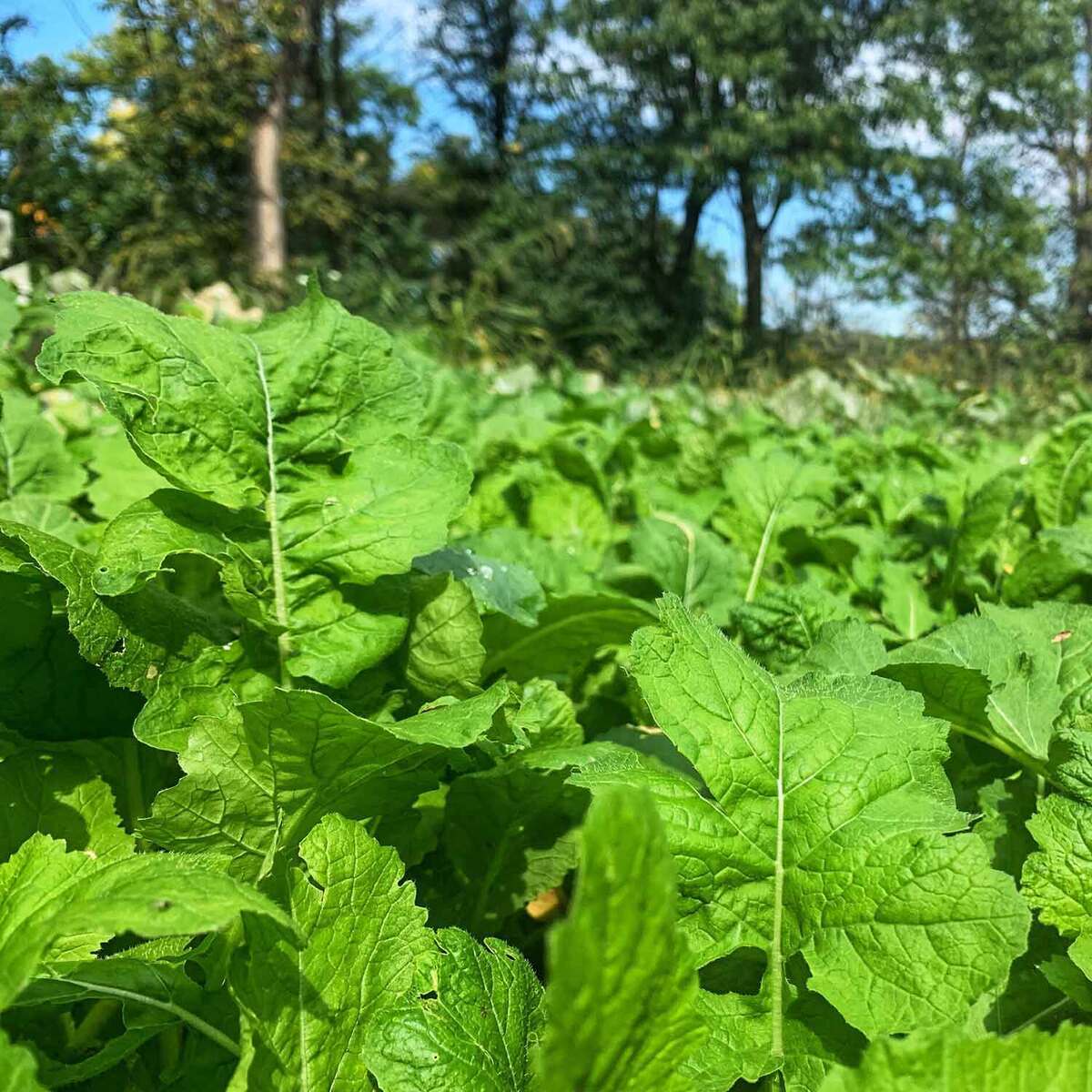 Domain Bombshell Food Plot Mix - 3lbs Domain Bombshell Food Plot Mix - 3lbs