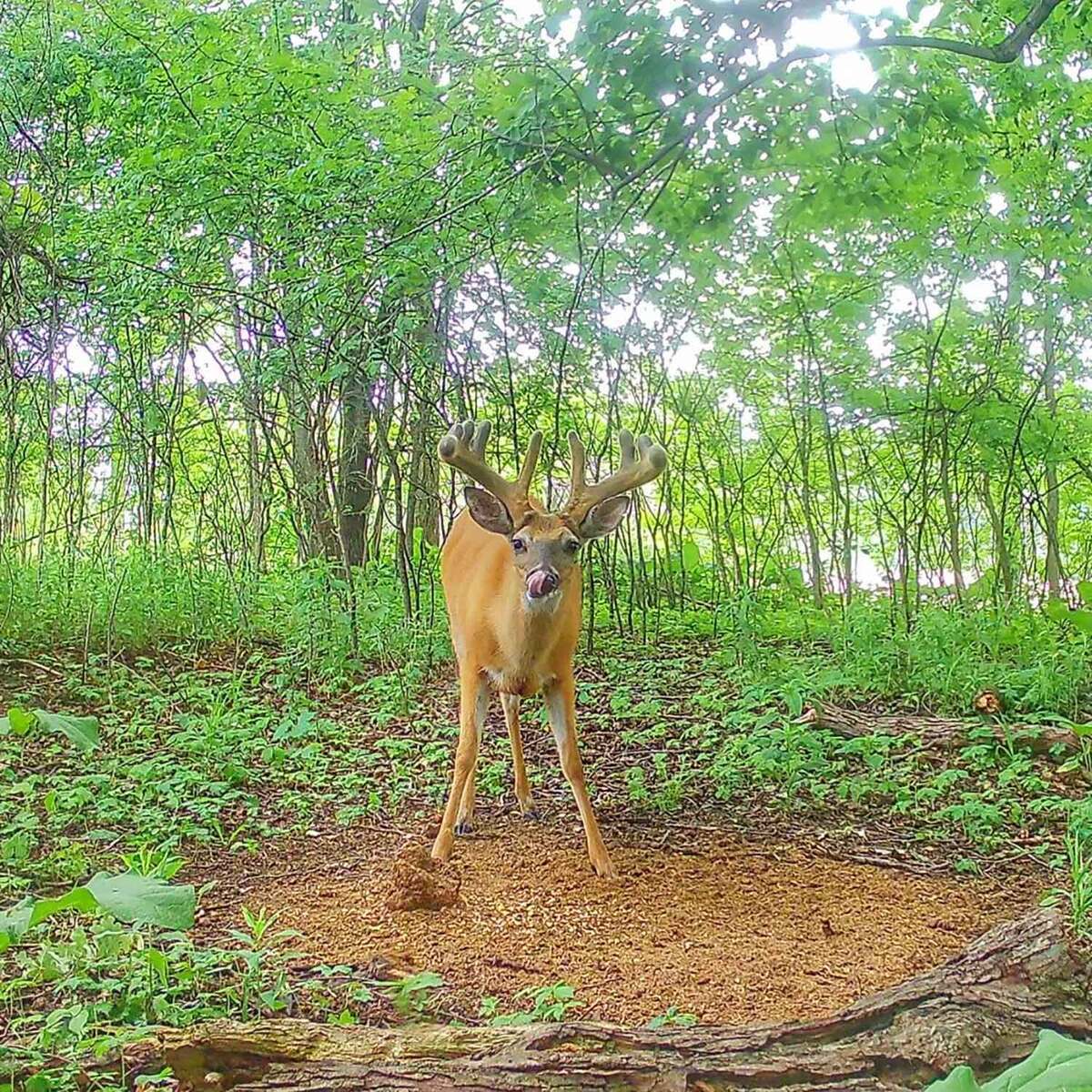 Domain Outdoor Bad Habit Deer Attractant Domain Outdoor Bad Habit Deer Attractant