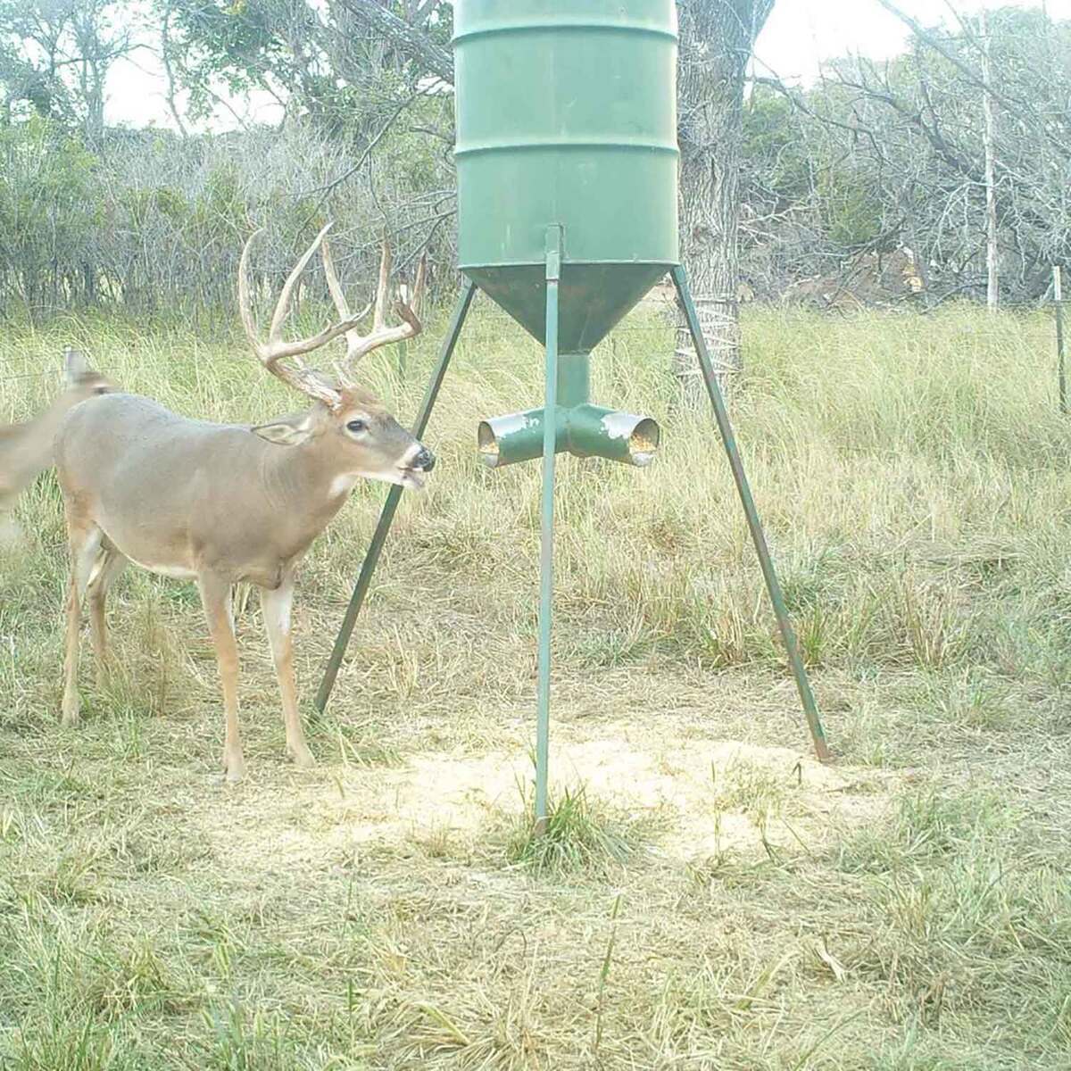 Domain Outdoor Bad Habit Deer Attractant Domain Outdoor Bad Habit Deer Attractant