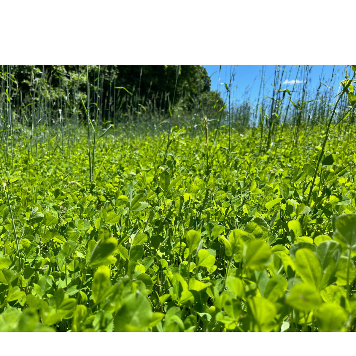 Spring Clover Plot Domain Outdoor Clutch Clover Food Plot - 2.25lbs | Sportsman's Warehouse