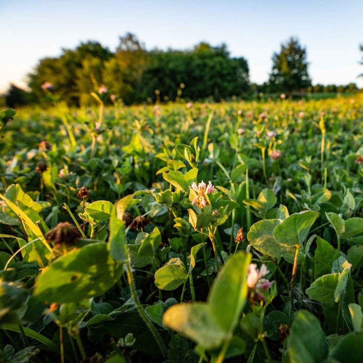 Domain Outdoor Comeback Kid Deer And Turkey Food Plot Mix Domain Outdoor Comeback Kid Deer And Turkey Food Plot Mix
