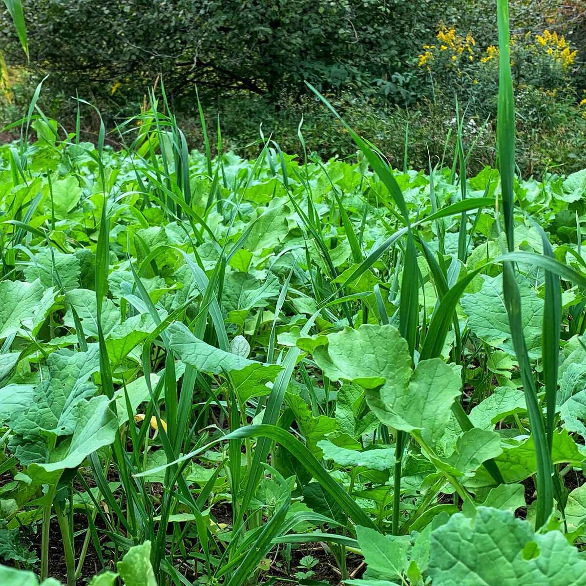 Domain Outdoor Green Machine Deer Food Plot Mix Domain Outdoor Green Machine Deer Food Plot Mix