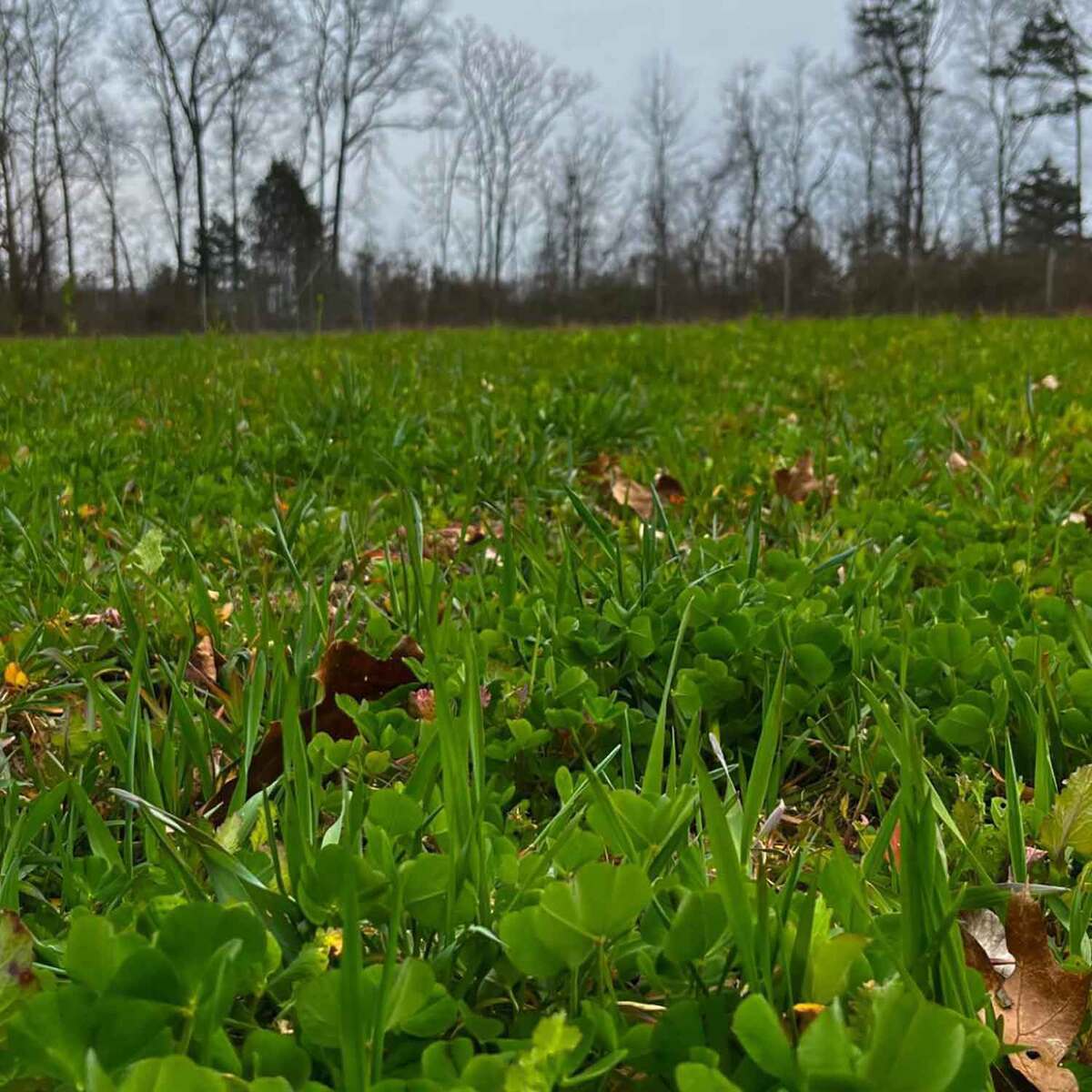Domain Outdoor Hall Pass Food Plot Mix - 20lbs Domain Outdoor Hall Pass Food Plot Mix - 20lbs