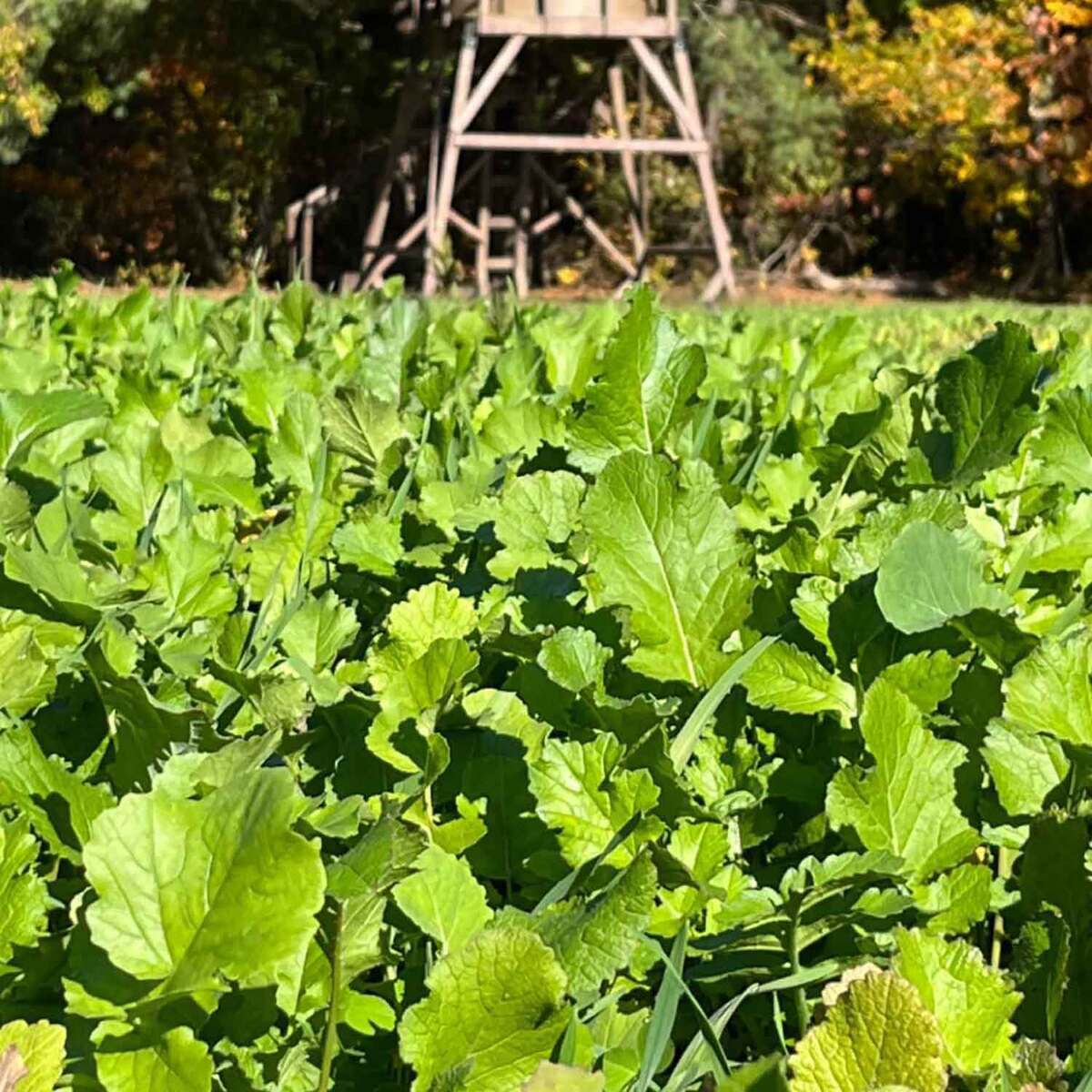 Domain Outdoor Hall Pass Food Plot Mix - 20lbs Domain Outdoor Hall Pass Food Plot Mix - 20lbs
