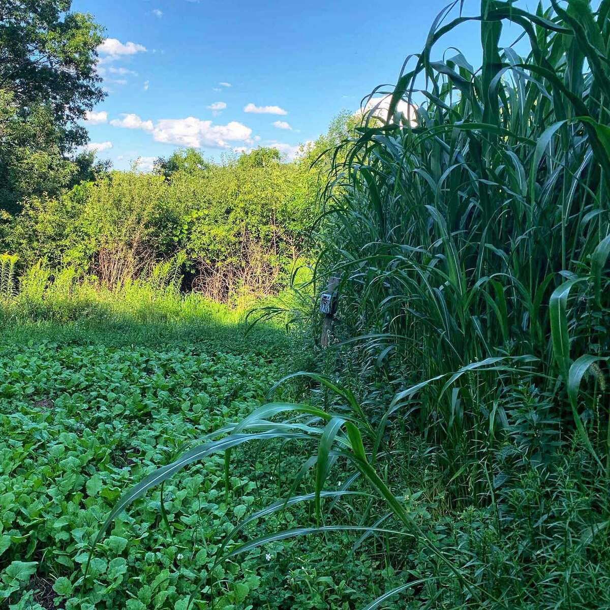 Domain Outdoor Incognito Food Plot Concealment Mix Domain Outdoor Incognito Food Plot Concealment Mix