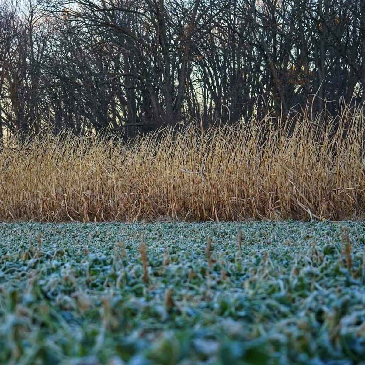 Domain Outdoor Incognito Food Plot Concealment Mix Domain Outdoor Incognito Food Plot Concealment Mix
