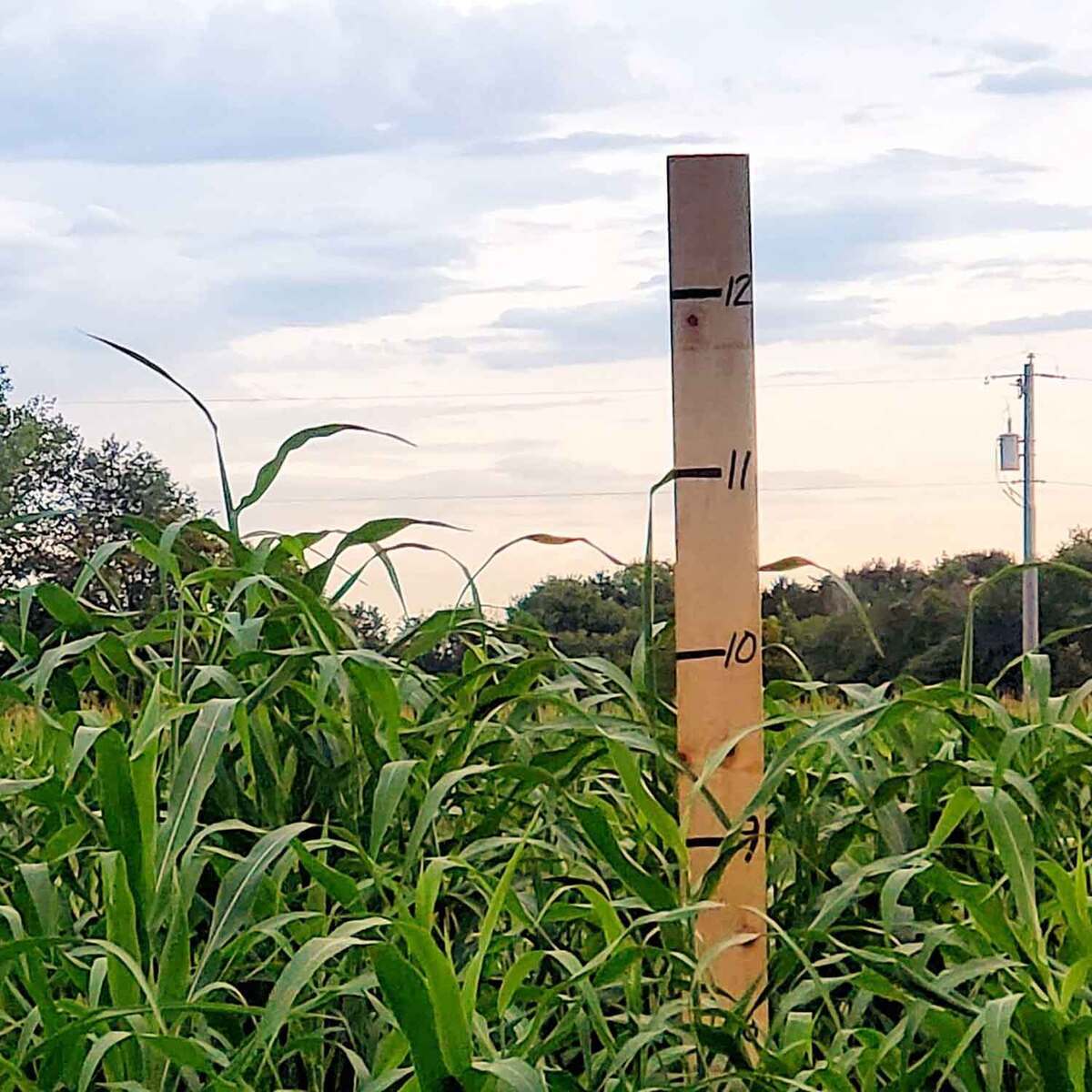 Domain Outdoor Incognito Food Plot Concealment Mix Domain Outdoor Incognito Food Plot Concealment Mix