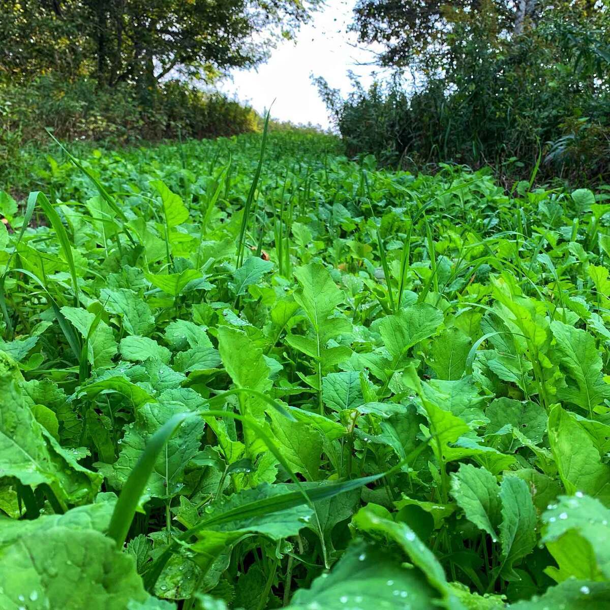 Domain Outdoor No BS Deer Food Plot Mix Domain Outdoor No BS Deer Food Plot Mix