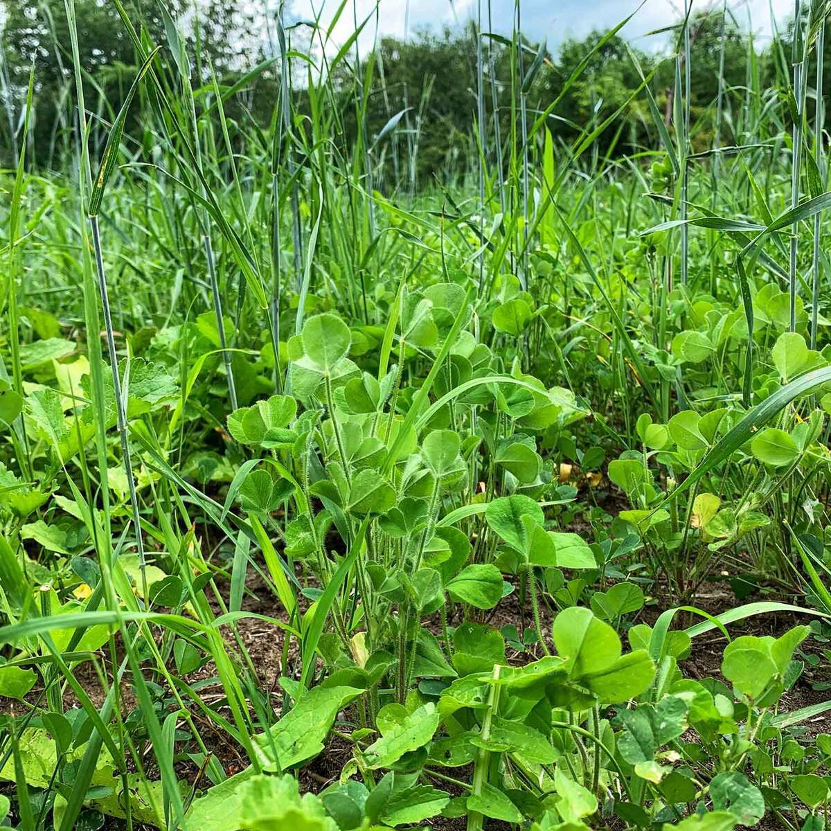 Domain Overhaul Food Plot Mix - 5.25lbs Domain Overhaul Food Plot Mix - 5.25lbs