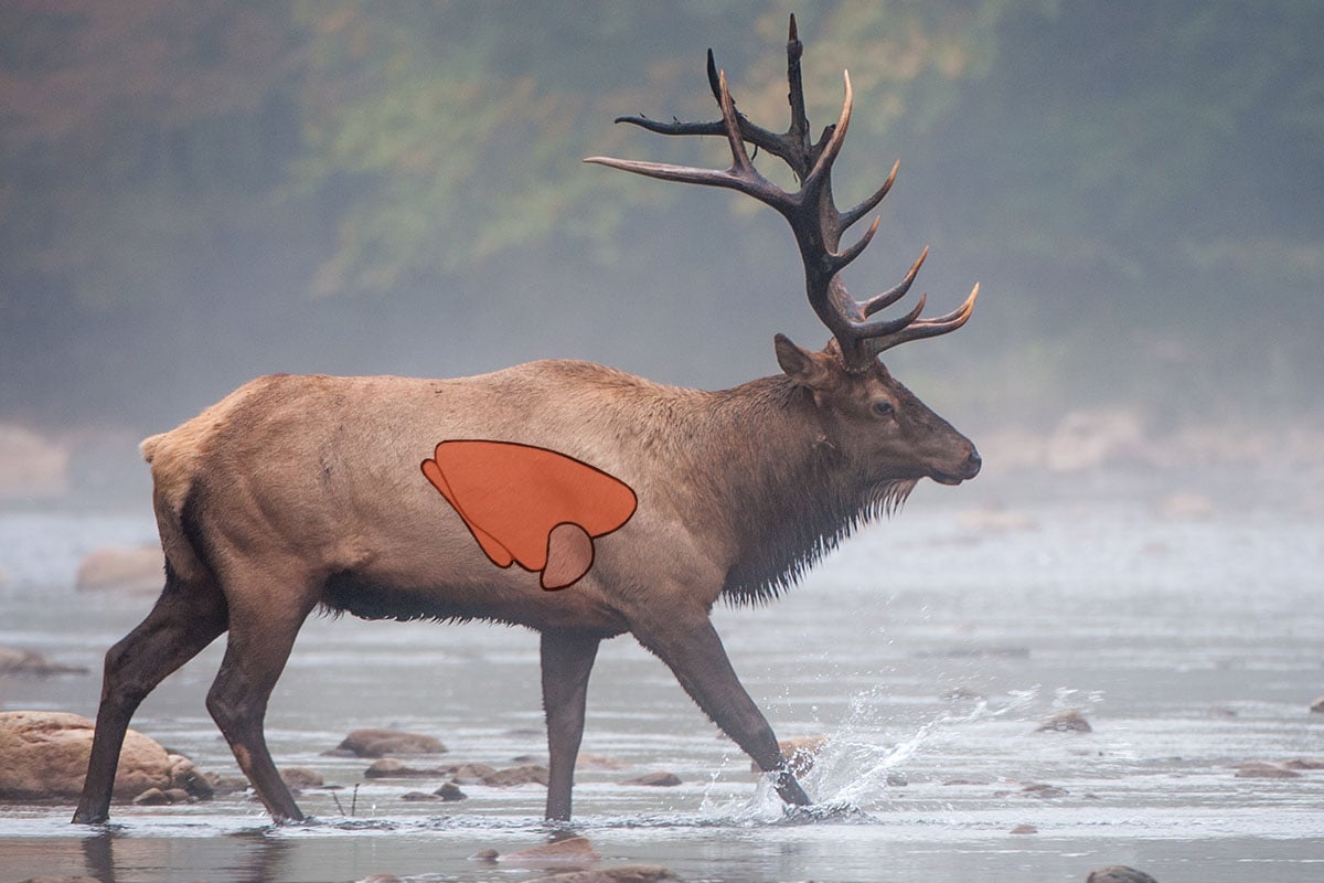 Double lung elk shot