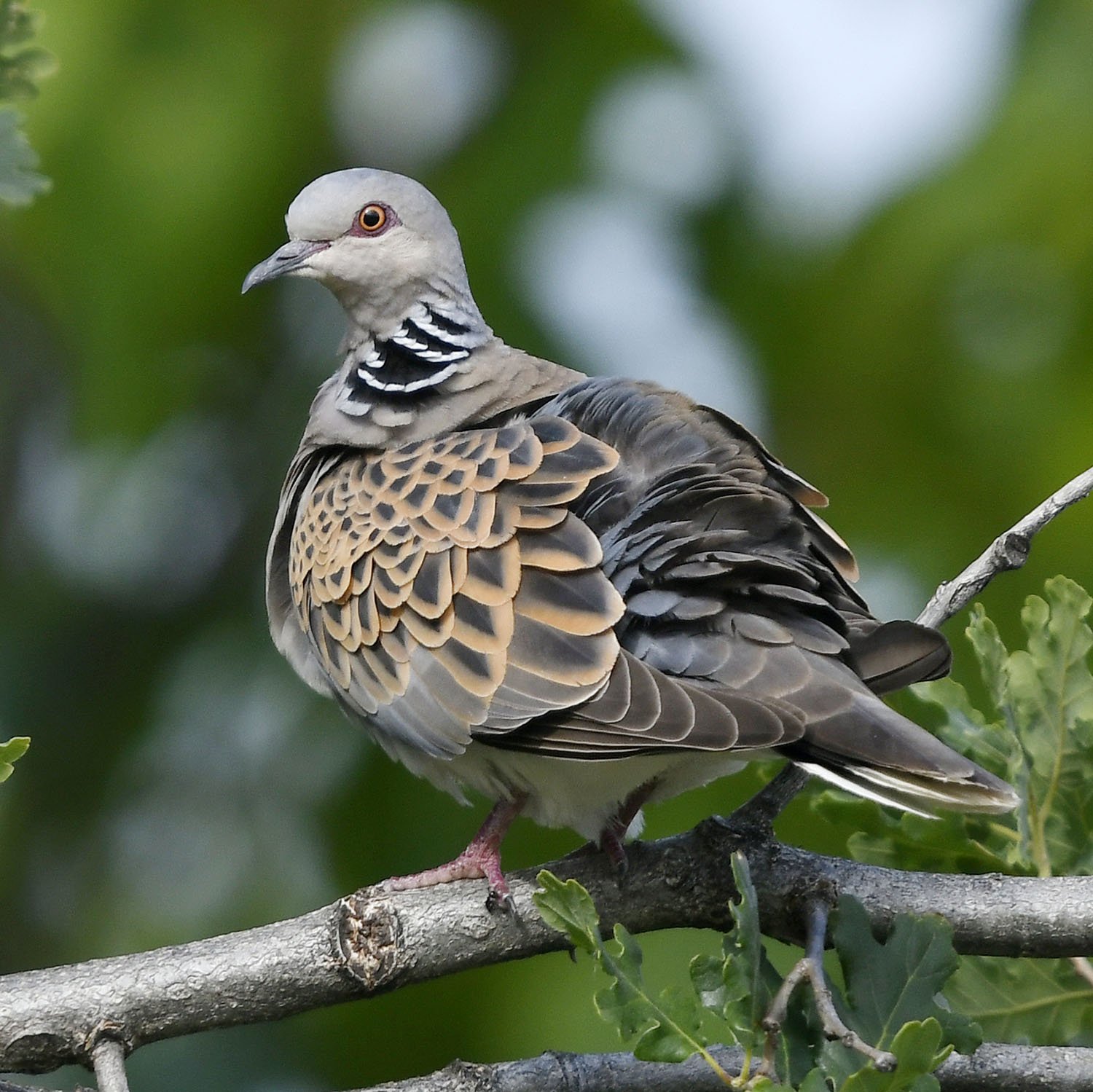 Quail