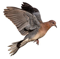 doves