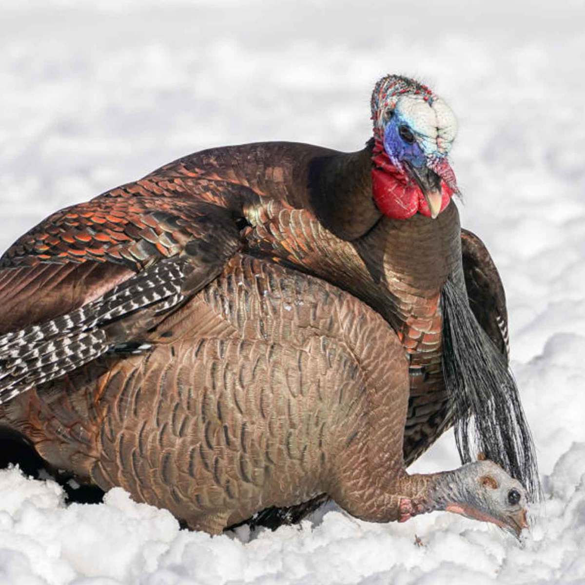 DSD Feeding Hen Turkey Decoy DSD Feeding Hen Turkey Decoy