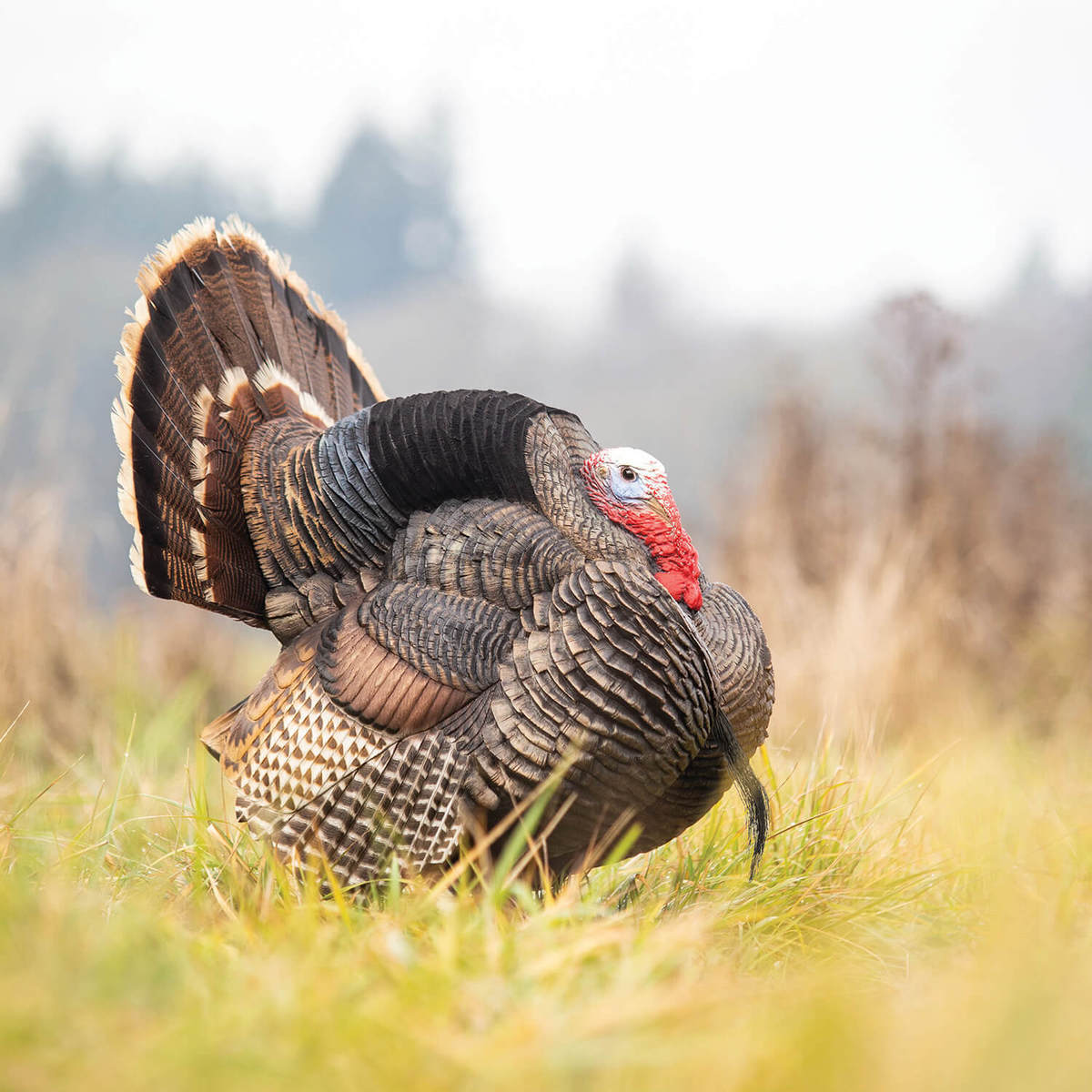 DSD Strutter Turkey Decoy DSD Strutter Turkey Decoy