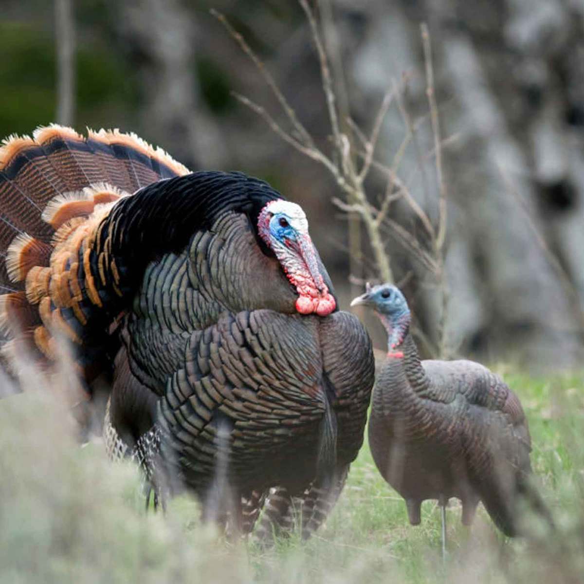 DSD Upright Hen Turkey Decoy DSD Upright Hen Turkey Decoy