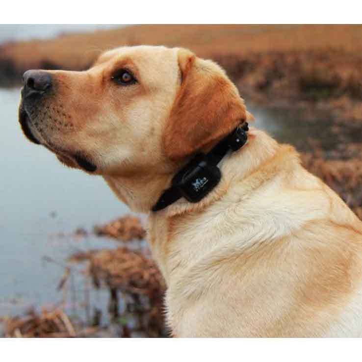 DT Systems RAPT 1400 Add On and Replacement Dog Training Collar - Orange 6in - 22in DT Systems RAPT 1400 Add On and Replacement Dog Training Collar - Orange 6in - 22in