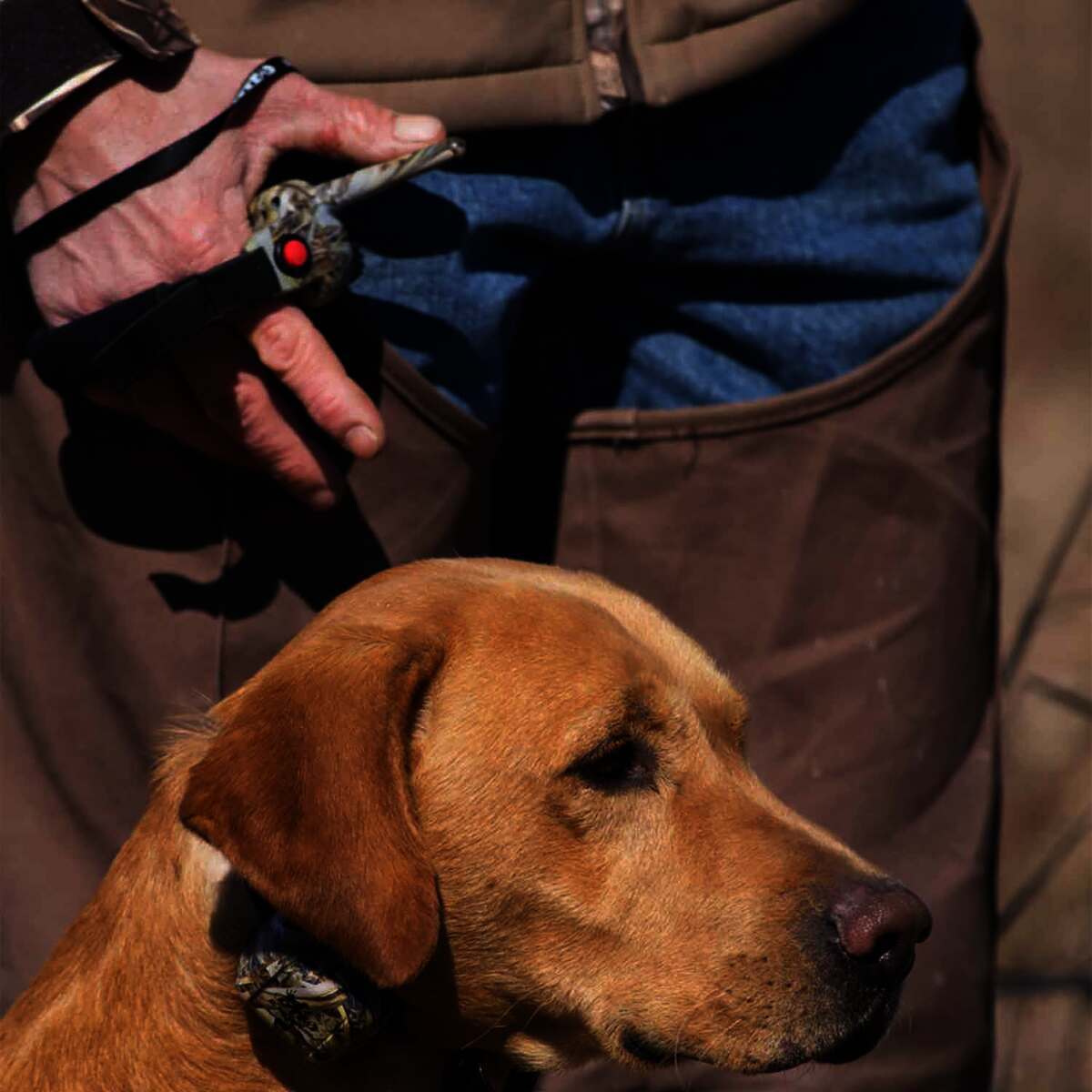 DT Systems RAPT 1400 Camo Electronic Training Collar - Mossy Oak Blades Camo 6in - 22in DT Systems RAPT 1400 Camo Electronic Training Collar - Mossy Oak Blades Camo 6in - 22in
