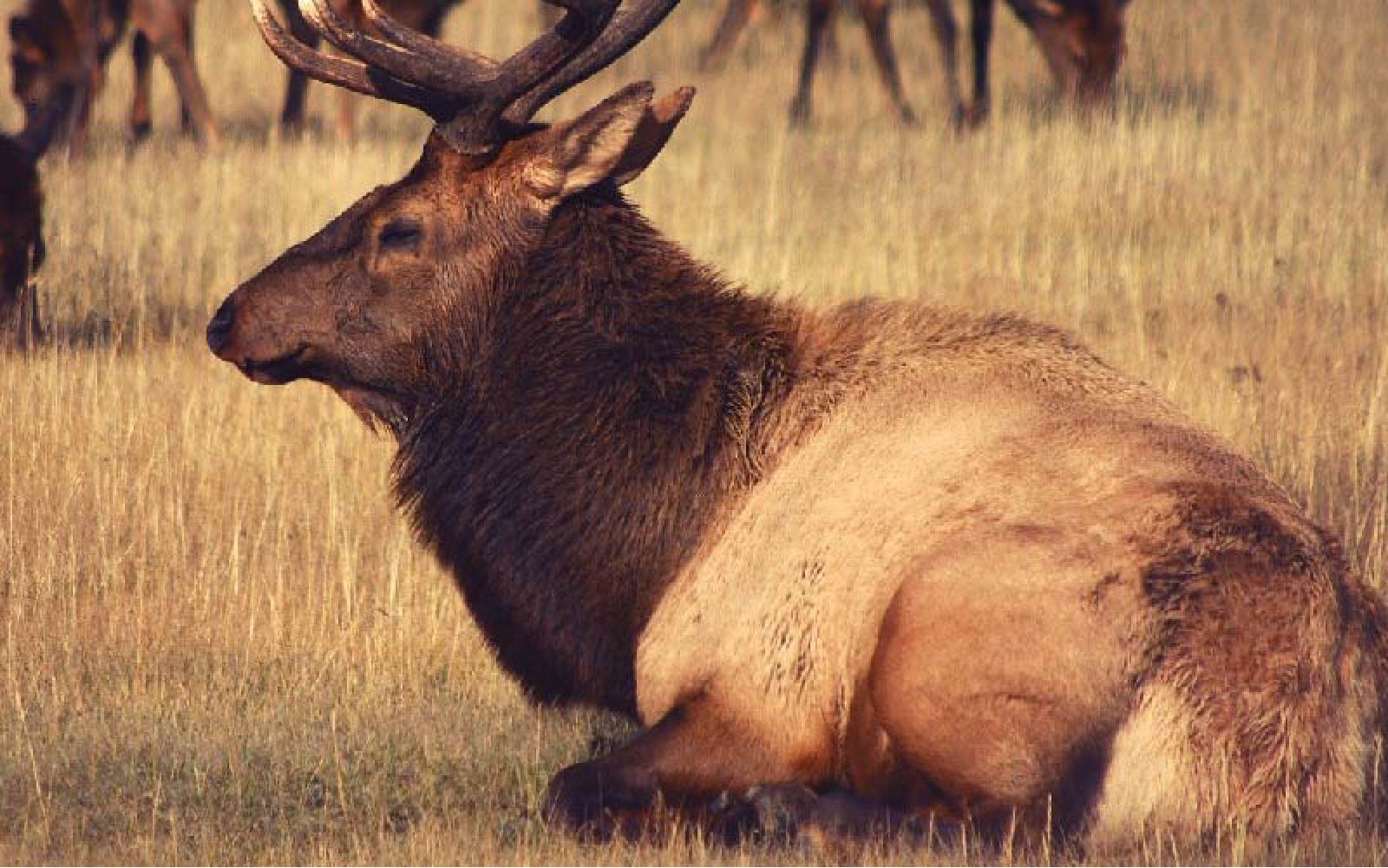 hunting-img