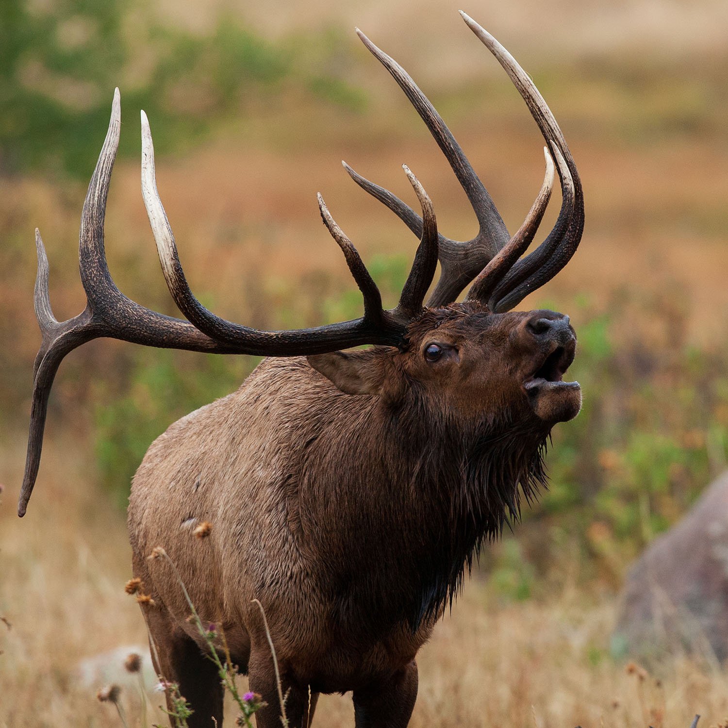 elk