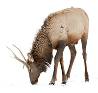 elk